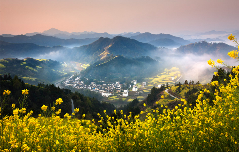 婺源油菜花