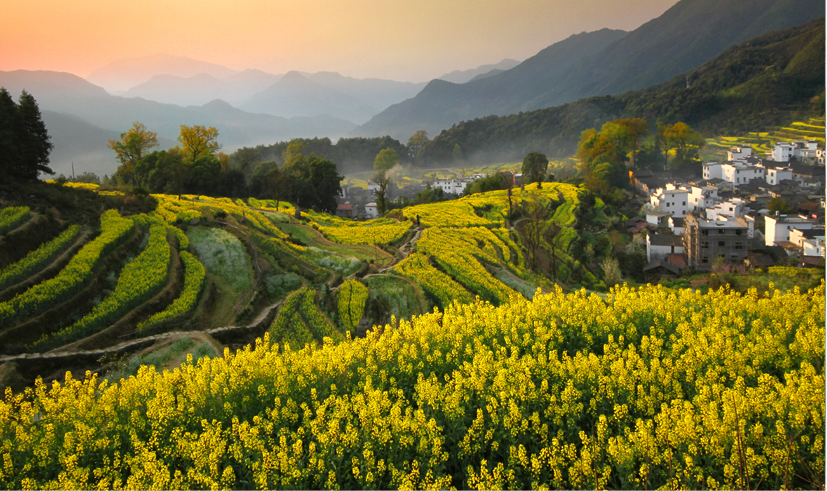 婺源油菜花